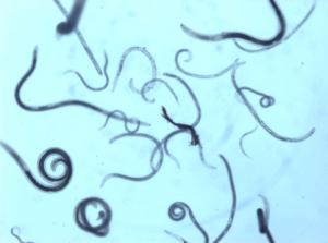 nematoden